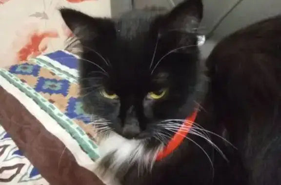 Найдена кошка, Вологда, фото: Кошка найдена на Коничева 27, Вологда