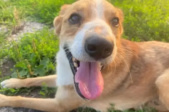 Пропала собака на ул. Чапаева, Тула