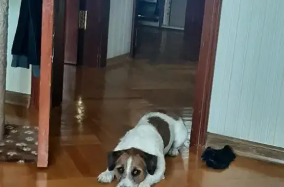 Пропала собака, ул. Царёв Брод, 76Д