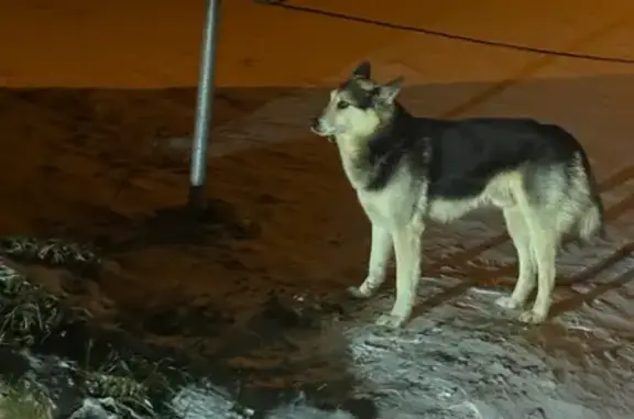 Найдена собака, Домодедово, фото: Хаски найден в деревне, А-112, МО