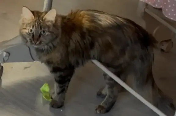 Пропала кошка, Свердловское поселение