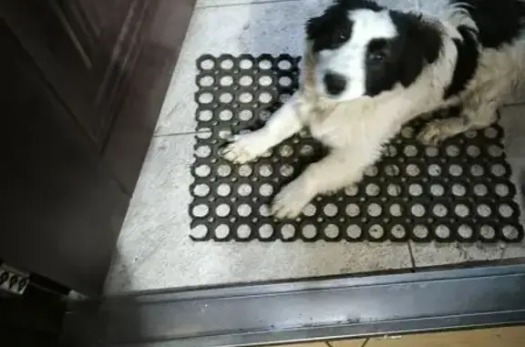 Найдена собака, Майкоп, фото: Собака найдена: Спартаковская ул., Майкоп