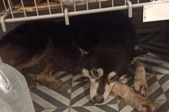 Найдена собака, Выра, фото: Собака у Пятерочки в Выра, Ленобласть