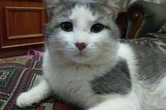 Пропала кошка, пр. Мира 41, Елабуга