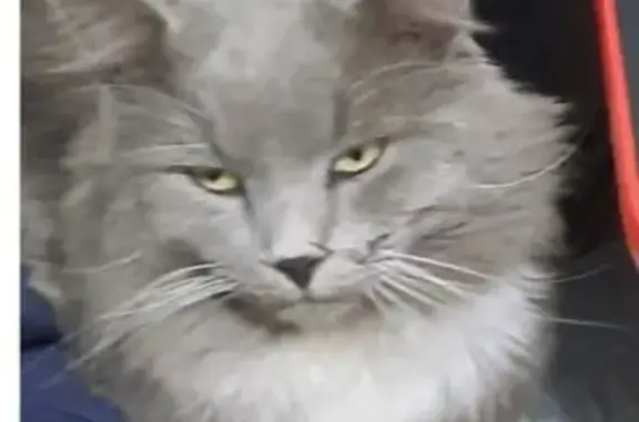 Кошки потеряшки, Краснодар, фото: Потеряшка кошка, ул. Фрунзе, 23, Краснодар