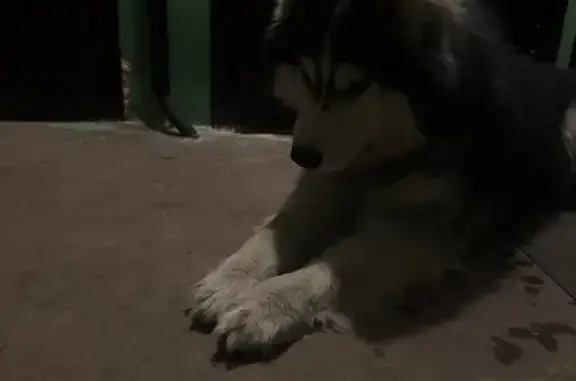 Найдена собака, Липецк, фото: Найдена собака, ул. Терешковой, 16А, Липецк