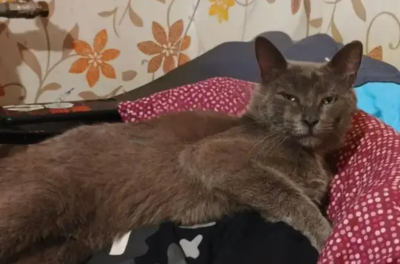 Пропала кошка, ул. Островского, Кострома