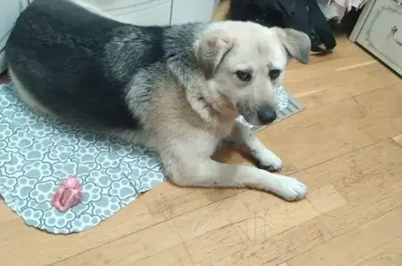 Пропала собака, 2-я Цветущая ул., 4, Калуга