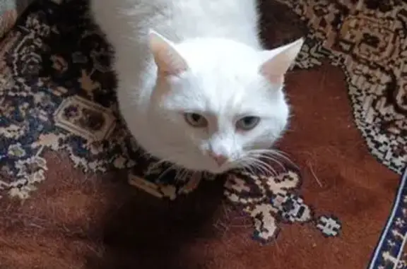 Пропал кот, Лекаревка, Башкортостан