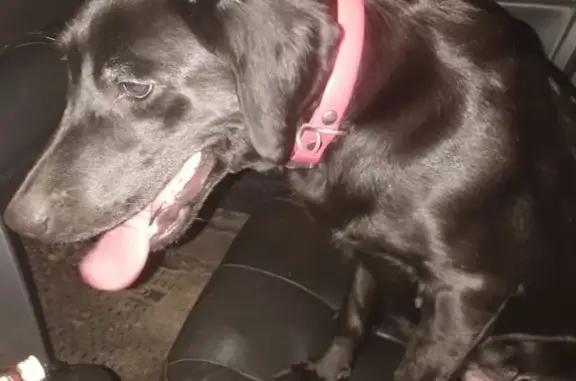 Найдена собака, Наро-Фоминский городской округ, фото: Найдена собака, 119 Московская область