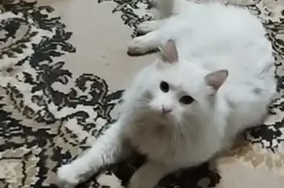 Найдена кошка, Москва, фото: Найдена кошка: Бартеневская 23 к2, Москва