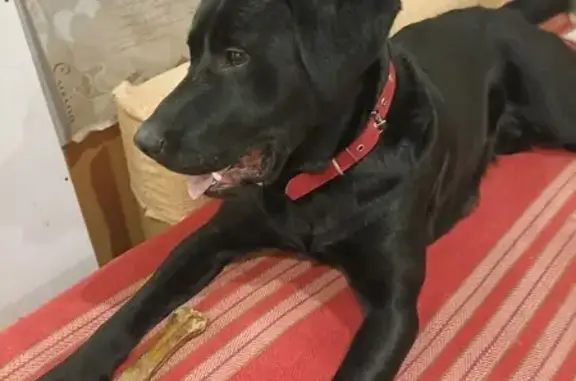 Пропала собака, 1-й Гвардейский пер., 13