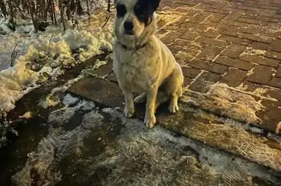 Найдена собака, Ставрополь, фото: Собака найдена на ул. Ленина, Ставрополь