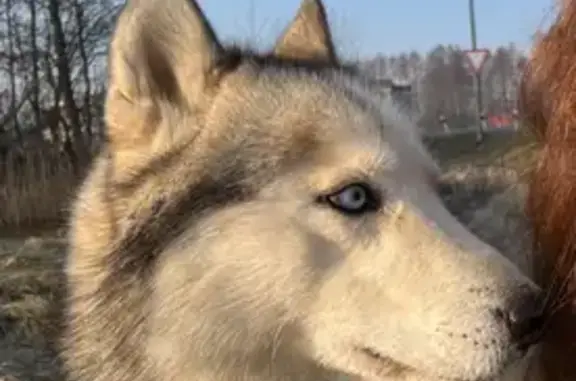 Пропала собака на ул. Мира, 1, Солнечное