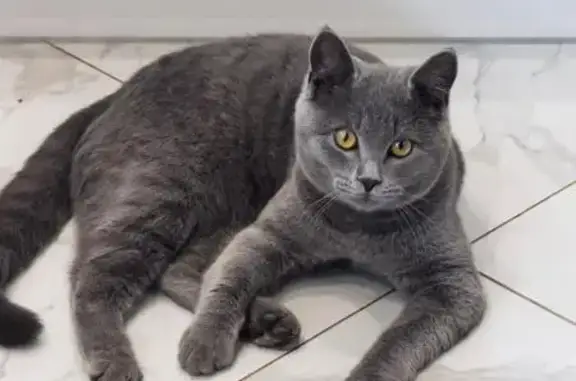 Кошки потеряшки, Крым, фото: Потеряшка кошка, Советская ул. 156, Крым