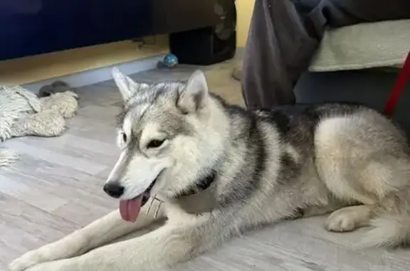 Найдена собака, Тучково, фото: Хаски найдена, Привокзальная пл., Тучково