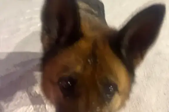 Найдена собака, Ижевск, фото: Овчарка найдена: Нагорная, 52, Ижевск