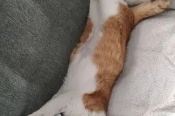 Пропала кошка, ул. Труда, 55, Сочи