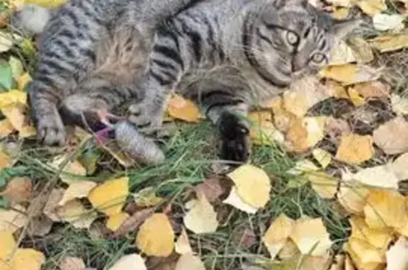 Пропала кошка на Мончегорской, Нижний Новгород