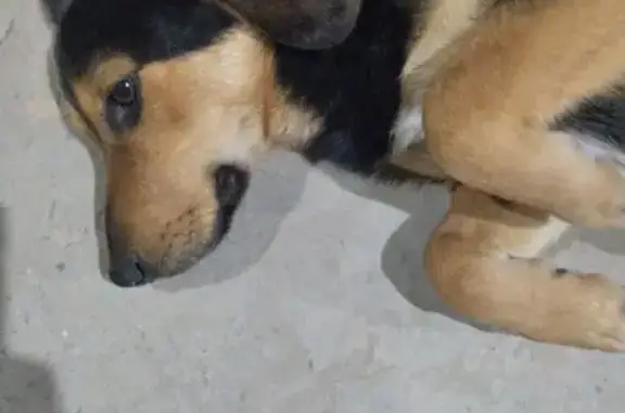 Найдена собака, Ростов-на-Дону, фото: Найдена собака, ул. Доватора 164/4, Ростов