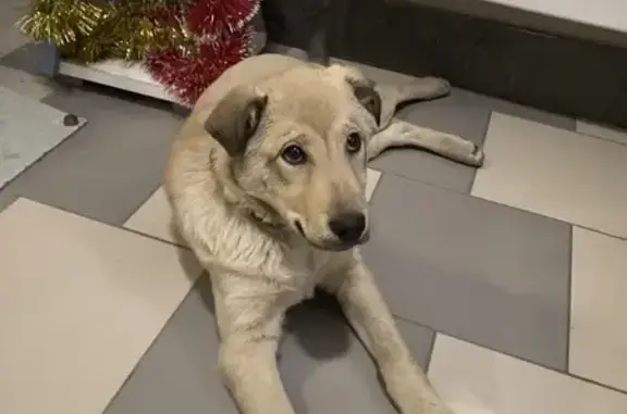 Найдена собака, Ростов-на-Дону, фото: Щенок найден: ул. Еляна, 54, Ростов-на-Дону