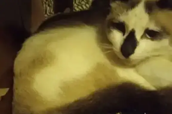 Пропала кошка, ул. Мира, Темрюк