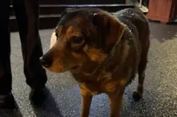 Найдена собака, Апрелевка, фото: Собака найдена у Мираторга, Киевское шоссе