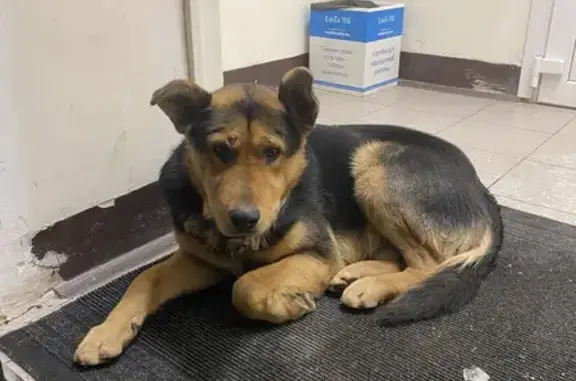 Найдена собака, Тамбов, фото: Собака найдена: Мичуринская 213Д