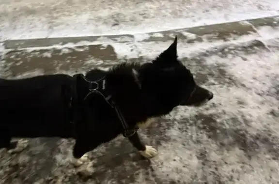 Найдена собака, Химки, фото: Найдена собака, Химки, Больничный проезд 1