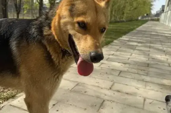 Найдена собака, Москва, фото: Собака найдена на Рязанском проспекте