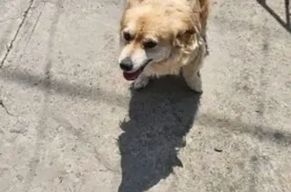 Пропала собака, 1-й проезд, Батайск