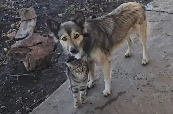 Пропала собака Белка, Батайск, Ростовская обл.