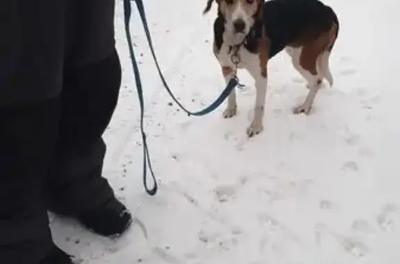 Найдена собака, Шаховская, фото: Найдена собака, МО, охотничья, трёхцветная