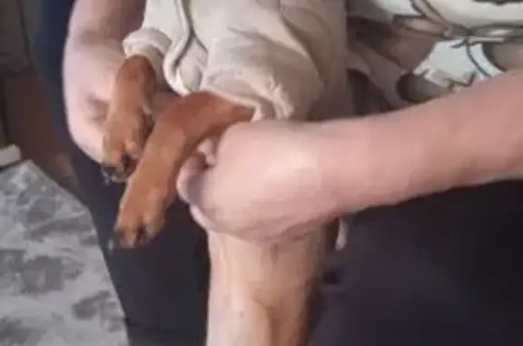 Пропала собака, ул. 40 лет Октября, 31