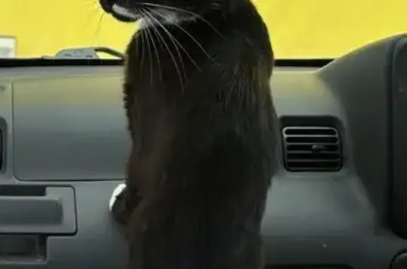 Пропала кошка, Пермь, Пермский край