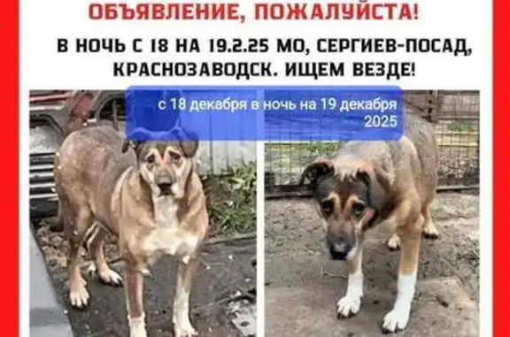 Пропала собака в Краснозаводске, МО