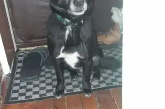 Найдена собака, Белгород, фото: Собака найдена на Хмельницкого, 94, Белгород