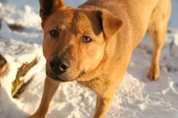 Пропала собака Лиза, Заводской район