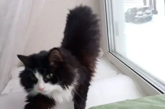 Найдена кошка, Ижевск, фото: Найдена кошка, ул. Ленина, 69, Ижевск