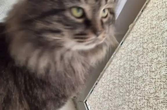 Найдена кошка, Ижевск, фото: Найдена кошка. Ижевск, ул. 40-летия Октября, 50А