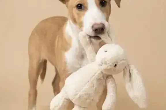 Собака найдена на ул. Гюго, Челябинск