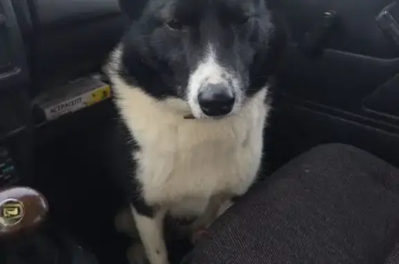 Собаки потеряшки, Байсубаково, фото: Потеряшка собака в Байсубаково, Чувашия