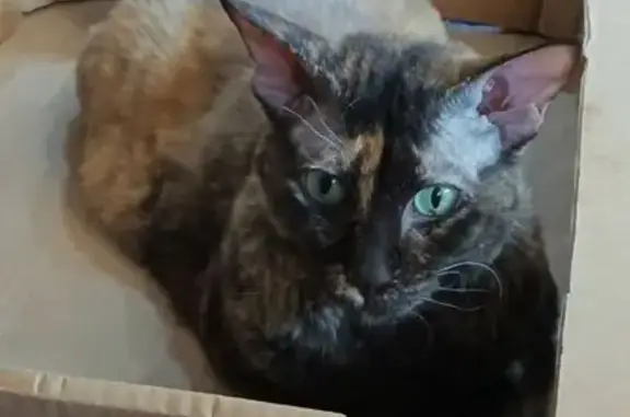 Пропала кошка, Свободный пр., 28, Крск