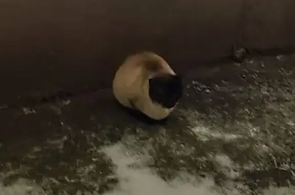 Поиск домашних животных, фото: Кошка найдена у Артюхиной, 3, Москва