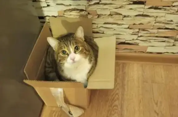 Пропала кошка, Амундсена 66, Екатеринбург