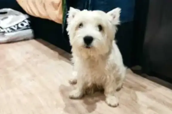 Пропала собака на ул. Братьев Кашириных