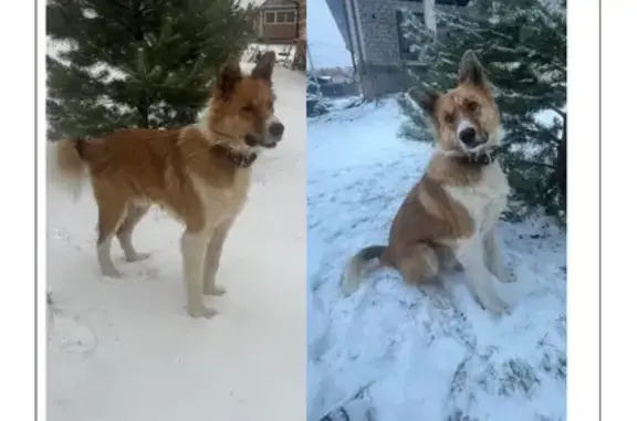 Пропала собака, Зыковский с/с, Красноярск