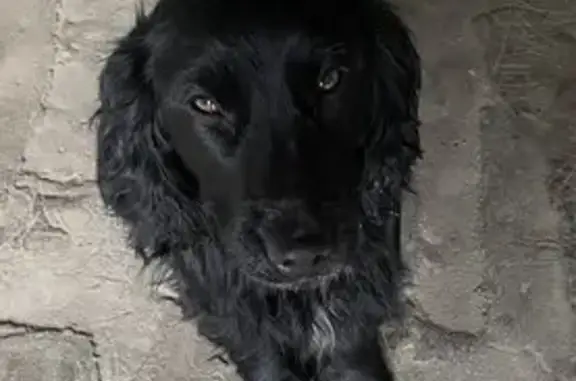 Найдена собака, Миллерово, фото: Черный спаниэль найден, Черноморская, Миллерово