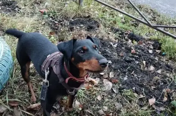 Пропала собака, Чкалова, Старые Селищи