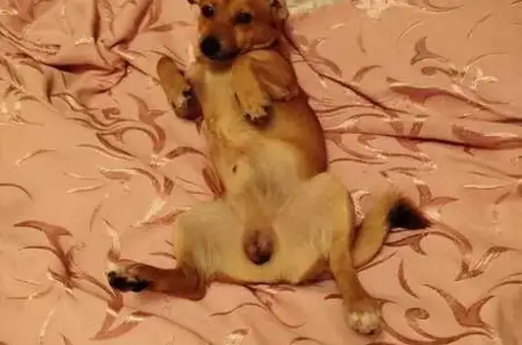 Пропала собака, Пермь, Льва Шатрова 34